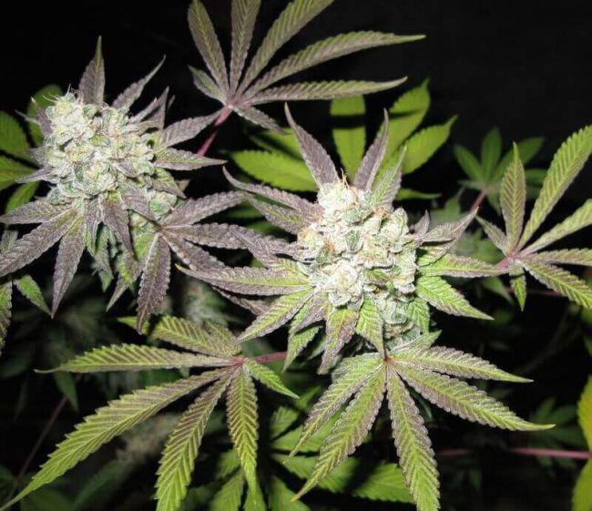 Tiramisu Feminised Seeds (Gold Collection)