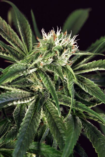 Amnesia # Feminised Seeds
