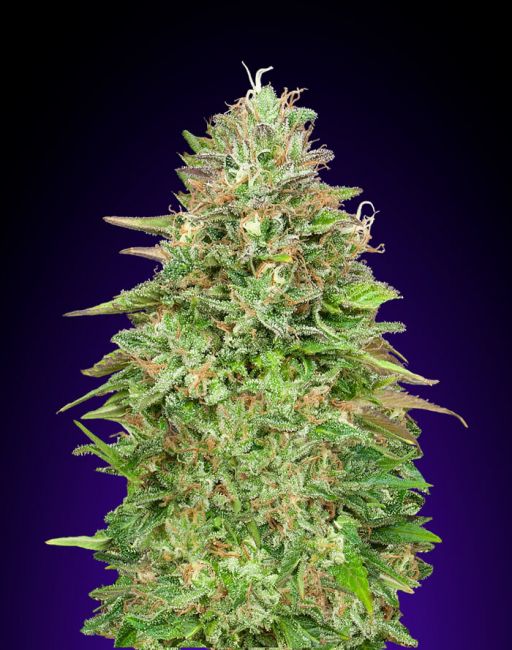 Critical Poison FAST Feminised Seeds