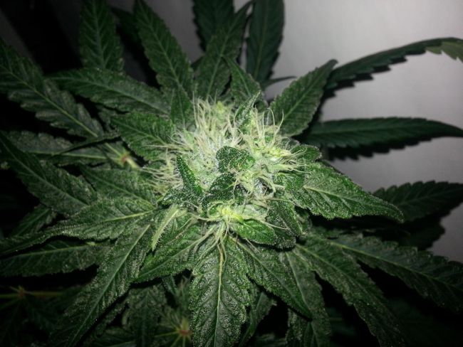 Sunshine Daydream Regular Seeds