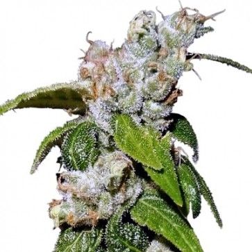 Green Haze A Feminised Seeds