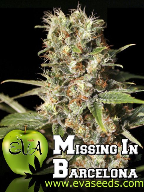 Missing in Barcelona (M.I.B.) Feminised Seeds