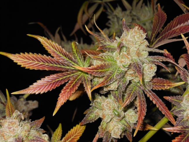 Cluster Funk Regular Seeds