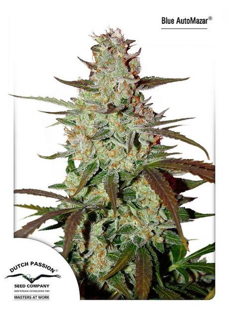 Blue Mazar Auto Feminised Seeds