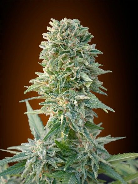 Jack Herer Auto Feminised Seeds