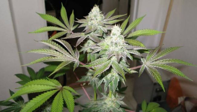 Feminised Seeds (Gold Collection)