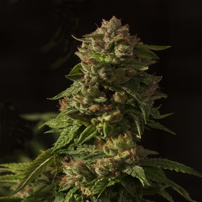 Fallen Angel Feminised Seeds