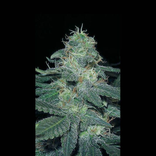 BC Diesel Feminised Seeds