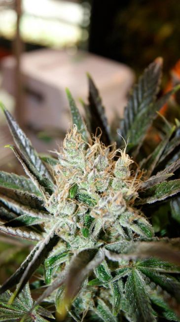 Prayer Tower Regular Seeds