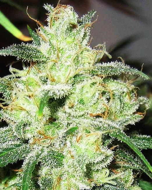 Gorilla Cheese Feminised Seeds