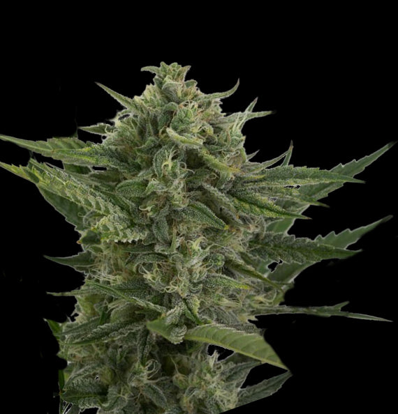 Reek'n Auto Feminised Seeds