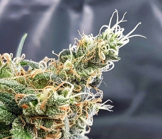 Blueberry Glue (formerly Glueberry) Feminised Seeds