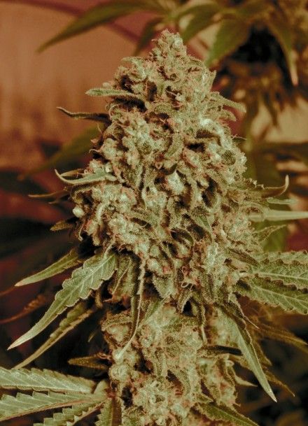 Somango Widow Feminised Seeds