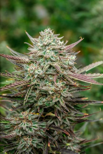 Face Fat Auto Feminised Seeds