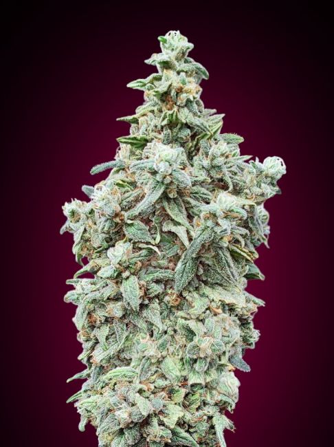 Cherry Pie FAST Feminised Seeds