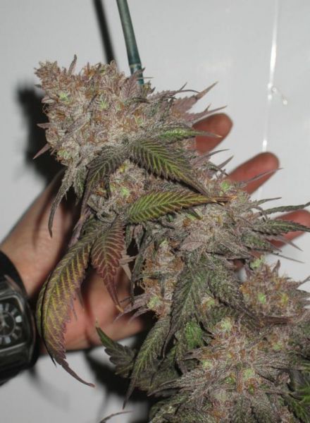 The Black Feminised Seeds