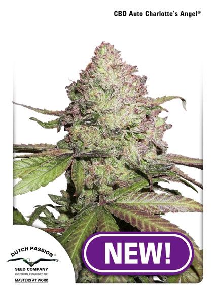 Charlotte's Angel CBD Auto Feminised Seeds