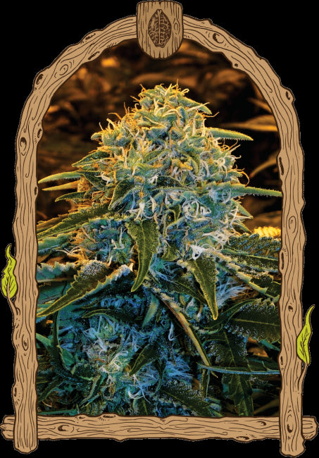 Z & Z Feminised Seeds