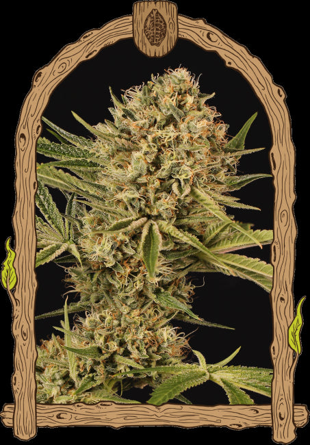 Herz OG Feminised Seeds
