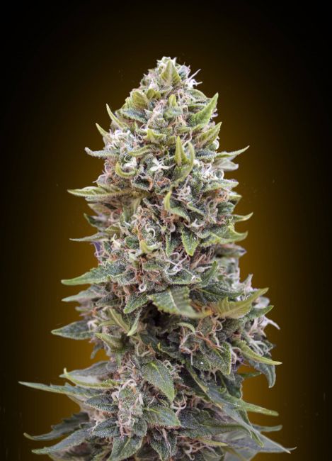 Cheese Berry Auto Feminised Seeds