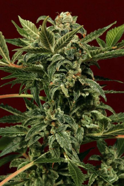 Russian Auto Feminised Seeds