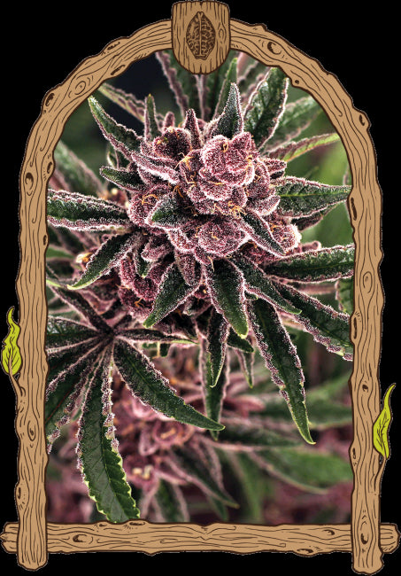 Tropical Fuel Feminised Seeds