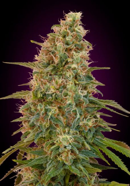 Zkittlez Auto Feminised Seeds