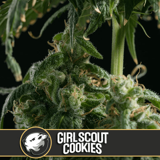Girl Scout Cookies Feminised Seeds