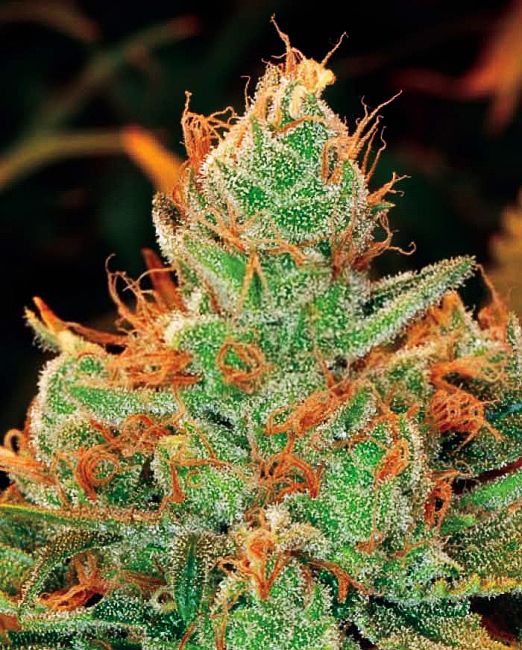 Gorilla Lilly Feminised Seeds