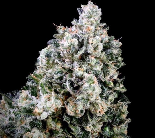 Papaya Bomb x Cotton Candy FAST Feminised Seeds