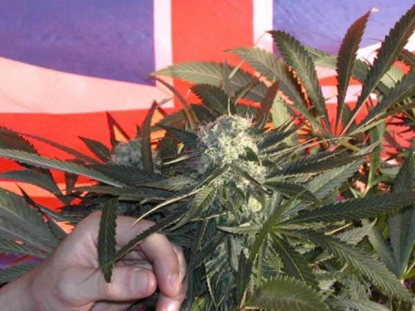 BC Sweet Tooth Regular Seeds