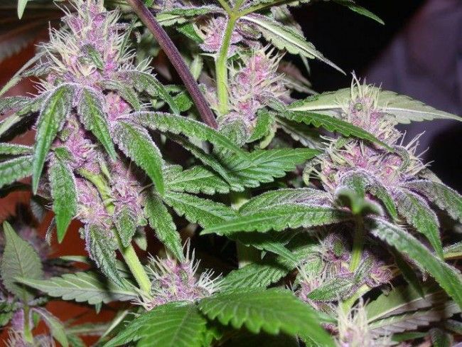 Pakistan Chitral Kush Regular Seeds Breeders Pack