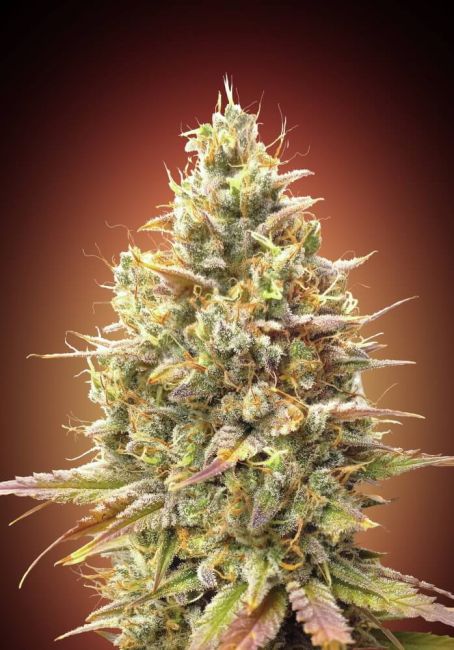 Strawberry Banana Auto Feminised Seeds