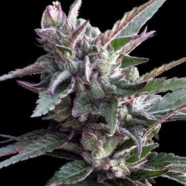 Thai Chi Feminised Seeds