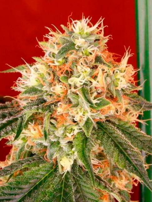 Deadhead OG Auto Feminised Seeds