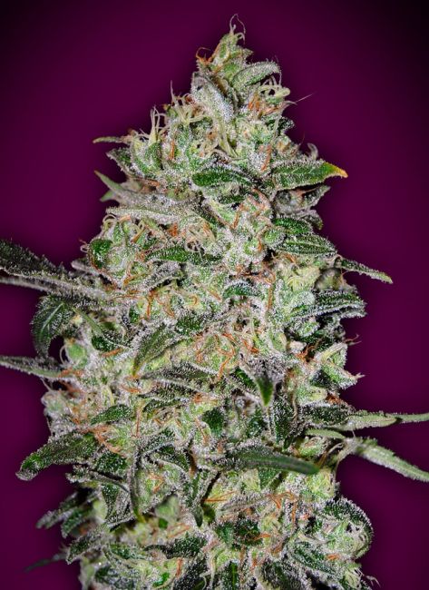 Bubble Gum FAST Feminised Seeds