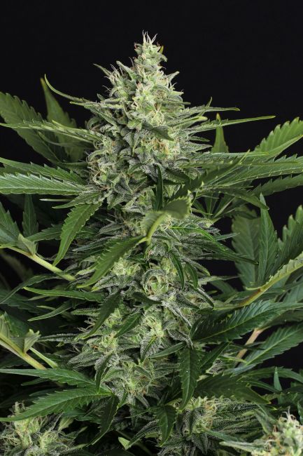 Green Gummy Auto Feminised Seeds