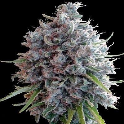 Killer A Haze Feminised Seeds