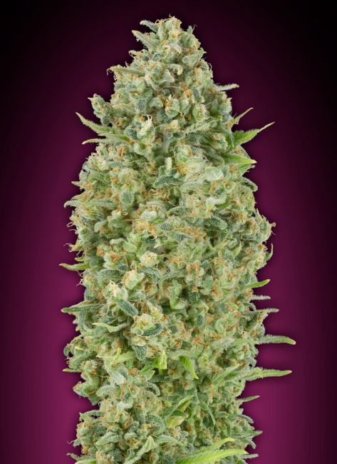 Bubble Gum Auto Feminised Seeds