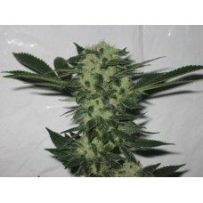 Headband Aka Sour OG Feminised Seeds