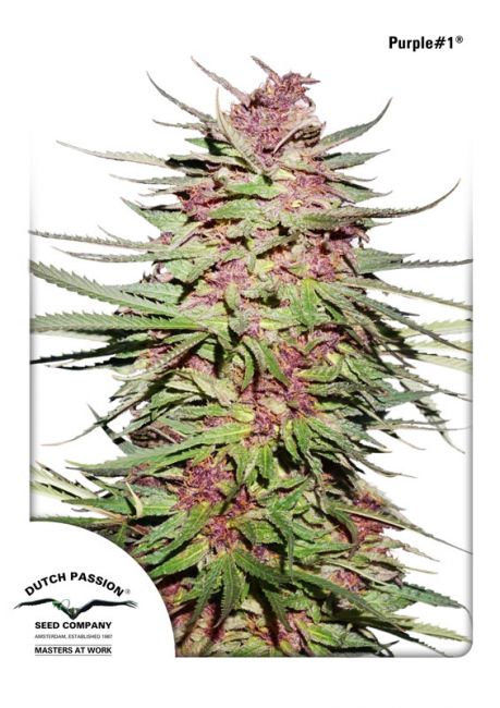 Purple # Regular Seeds