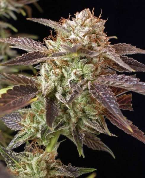 BC Kush Feminised Seeds
