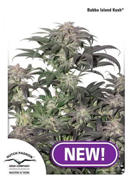 Bubba Island Kush Feminised Seeds