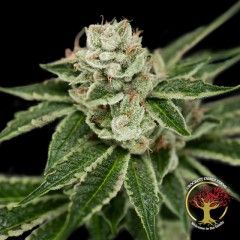 Crockett's Dawg Regular Seeds