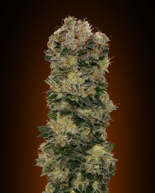 Sweet Soma Auto Feminised Seeds