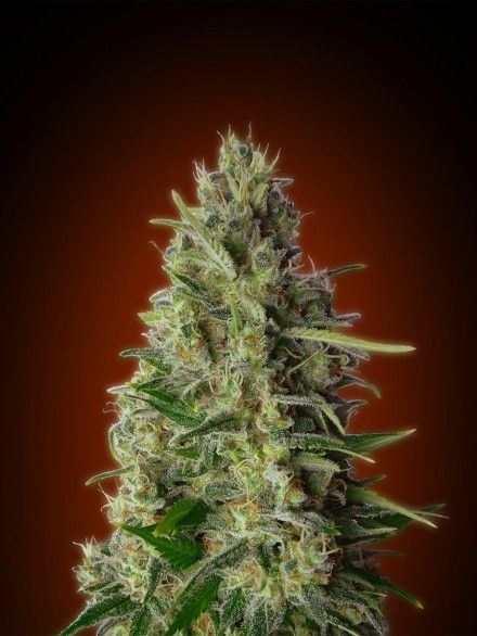 Kali Feminised Seeds