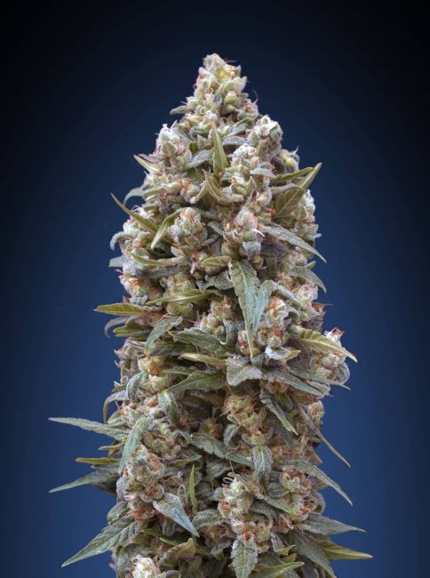 Kush Feminised Seeds