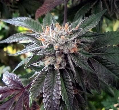 Shiatsu Kush Regular Seeds