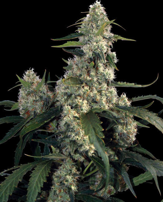 Quasar Feminised Seeds