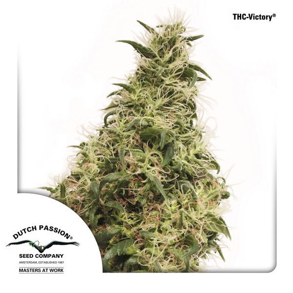 THCVictory Feminised Seeds